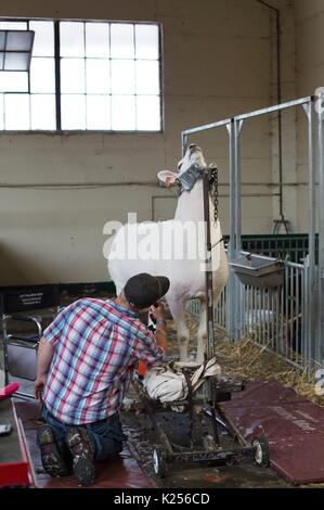 Ein Schaf in einem stand in ihrer Wolle von einem Mann getrimmt. Stockfoto