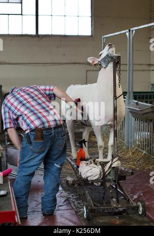 Ein Schaf in ein Schaf stehen in ihrer Wolle getrimmt. Stockfoto