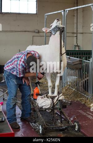 Ein Schaf in ein Schaf stehen in ihrer Wolle getrimmt. Stockfoto