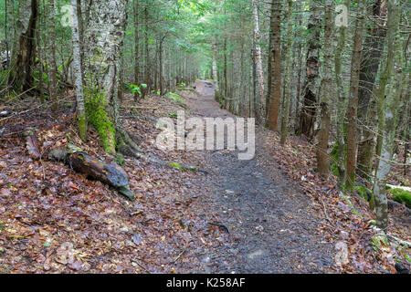 Die Hancock Kerbe Trail in Lincoln, New Hampshire in den Frühlingsmonaten. Dieser Abschnitt der Strecke nutzt die alten Eisenbahn Bett des Hancock Bra Stockfoto