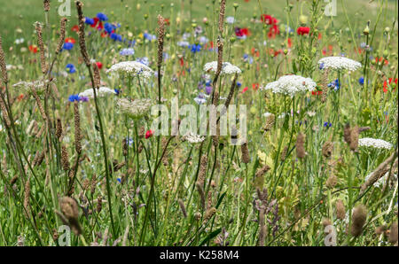 Wildblumen in West Cornwall, UK wachsende Stockfoto