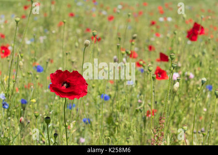 Wildblumen in West Cornwall, UK wachsende Stockfoto