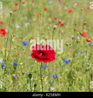 Wildblumen in West Cornwall, UK wachsende Stockfoto