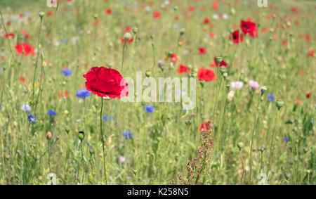 Wildblumen in West Cornwall, UK wachsende Stockfoto