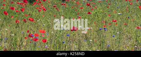 Wildblumen in West Cornwall, UK wachsende Stockfoto