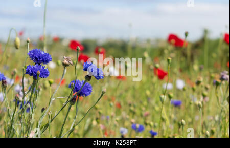 Wildblumen in West Cornwall, UK wachsende Stockfoto