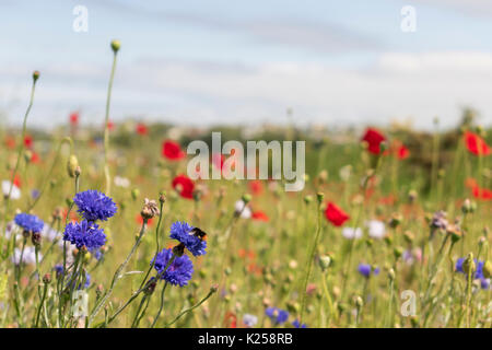Wildblumen in West Cornwall, UK wachsende Stockfoto