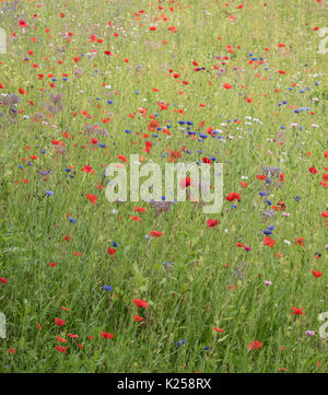 Wildblumen in West Cornwall, UK wachsende Stockfoto