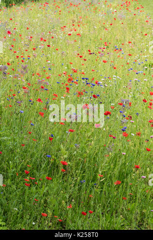 Wildblumen in West Cornwall, UK wachsende Stockfoto