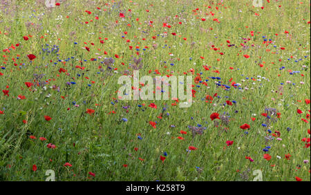 Wildblumen in West Cornwall, UK wachsende Stockfoto