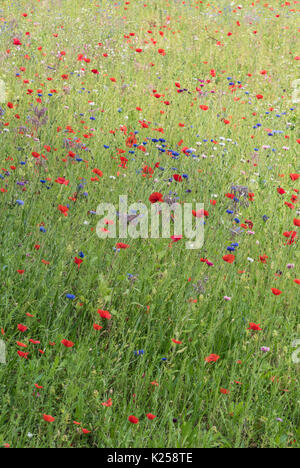 Wildblumen in West Cornwall, UK wachsende Stockfoto