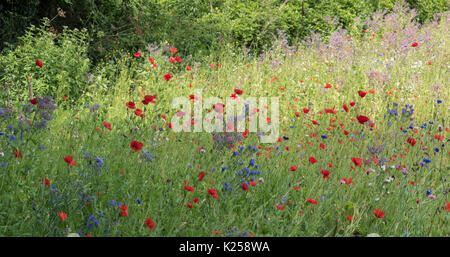Wildblumen in West Cornwall, UK wachsende Stockfoto