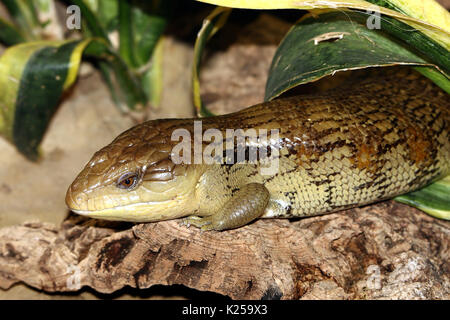 (Australischen blue tongued skink Tiliqua scincoides), auch bekannt als östliche Blauzungenkrankheit Eidechse. Stockfoto