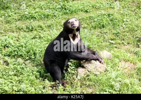Southeast Asian Sun Bear oder Honig Bär (Helarctos malayanus) Neben einem Rock posieren. Stockfoto