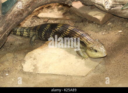 (Australischen blue tongued skink Tiliqua scincoides), auch bekannt als östliche Blauzungenkrankheit Eidechse. Stockfoto