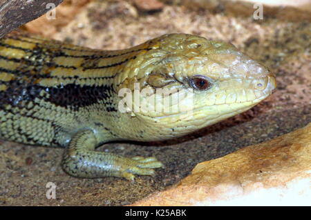 (Australischen blue tongued skink Tiliqua scincoides), auch bekannt als östliche Blauzungenkrankheit Eidechse. Stockfoto