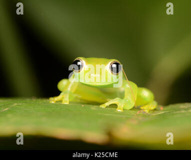 Stachelige Glas Frosch (Teratohyla spinosa) über einem kleinen Bach in der Provinz Limón, Costa Rica thront. Stockfoto