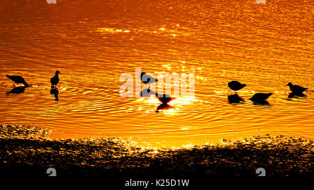 Golden Wasser und Silhouetten von Vögeln Stockfoto