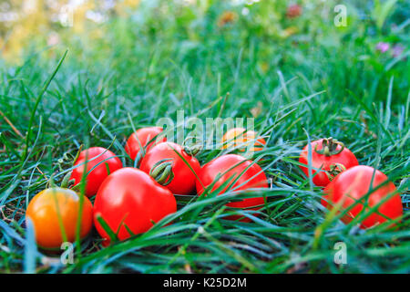 Reife Tomaten im eigenen Garten angebaut Stockfoto