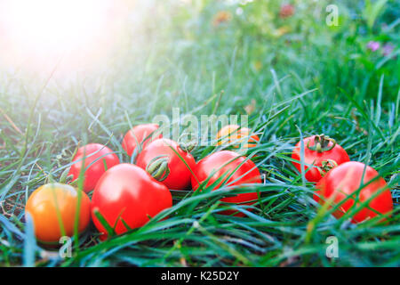 Rote Tomaten im eigenen Garten angebaut Stockfoto