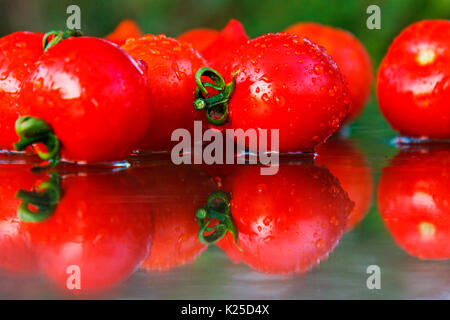 Rote Tomaten mit Reflektion Stockfoto