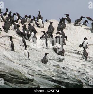 Eine Herde von Common murre Vögel versammeln auf einem Stapel Felsformation aus Trinidad Hafen am California Coastal National Monument an Trinidad Kopf, 21. April 2016 in Trinidad, Kalifornien. Stockfoto