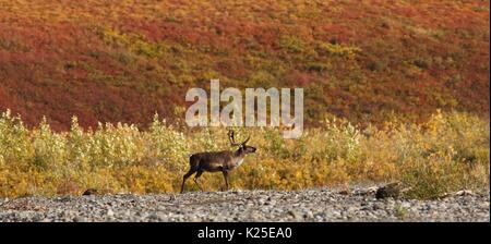 Eine männliche Stier porcupine Caribou aus der westlichen Arktis Caribou Herde Pausen auf einer Kiesbank am Fluss Kugururok während seines jährlichen nach Süden fallen Migration an den Noatak National Preserve 26. August 2009 in der Nähe von Kotzebue, Alaska. Stockfoto