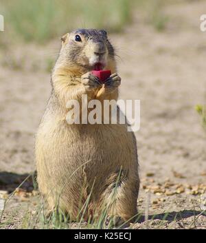 Ein gunnisons prairie dog isst ein Stück Köder mit einer grassierenden Fuchstollwut Pest Impfstoff gegen die Krankheit im San Luis Valley National Wildlife Refuge Komplex 7. August in Denver, Colorado 2012. Stockfoto