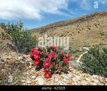 Eine weinrote Schale Kaktus blüht rot Blumen am Roten Felsen Canyon National Conservation Area, 21. April 2015 in der Nähe von Las Vegas, Nevada. Stockfoto