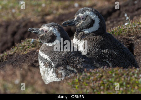 Magellanic Penguin, Spheniscus magellanicus Burrows Karkasse Island Falkland Malvinas Stockfoto