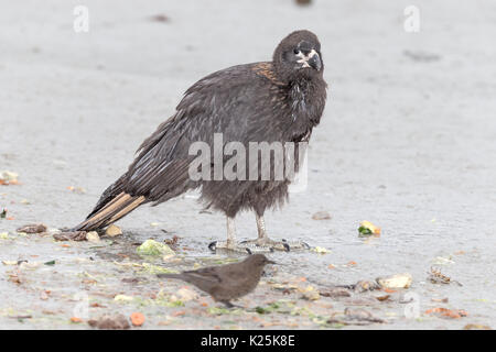 Südlicher Karakara Phalcoboenus australis Tussac Vogel aka schwärzlich; Cinclodes Cinclodes antarcticus Karkasse Island Falkland Malvinas Stockfoto