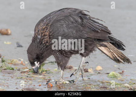 Südlicher Karakara Phalcoboenus australis Karkasse Island Falkland Malvinas Stockfoto