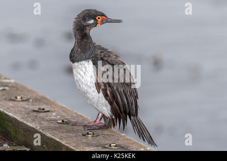 Rock Kormoran Phalacrocorax magellanicus Karkasse Island Falkland Malvinas - auf einem Steg Stockfoto