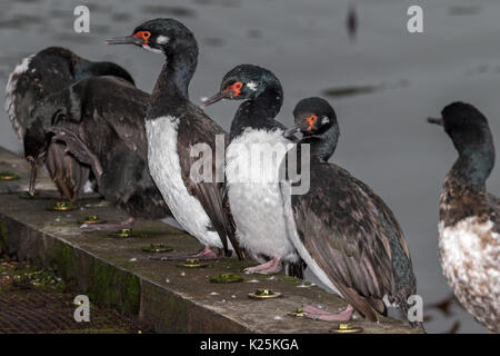 Rock Kormoran Phalacrocorax magellanicus Karkasse Island Falkland Malvinas - auf einem Steg Stockfoto