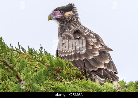 Unreife Southern Crested Karakara Polyborus plancus Karkasse Island Falkland Malvinas Stockfoto