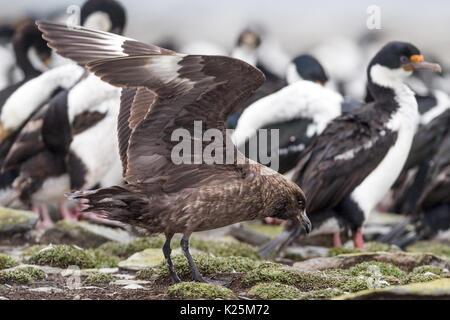 Falkland skua catharacta skua Antarktis Landung + König Kormorane Phalacrocorax albiventer Seelöwen Island Falkland Malvinas Stockfoto