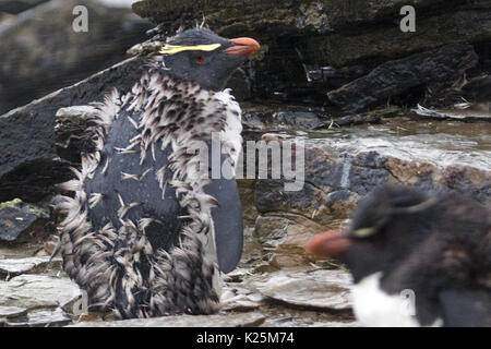 Rockhopper Penguin Eudyptes crestatus Mauser Seelöwen Island Falkland Malvinas Stockfoto