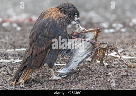 Juvenile Südlicher Karakara Phalcoboenus australis Ernähren mit toten Kelp Gull Larus dominicanus Seelöwen Island Falkland Malvinas Stockfoto