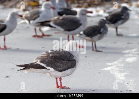 Dolphin Gull Larus scoresbii Seelöwen Island Falkland Malvinas Stockfoto