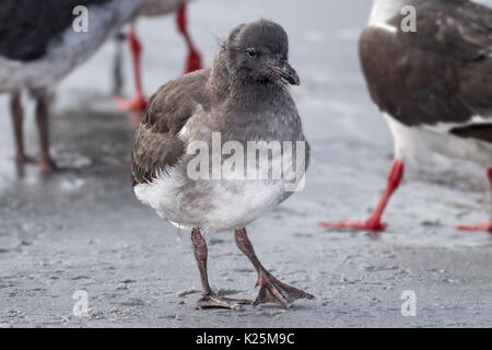 Dolphin Gull Larus scoresbii Seelöwen Island Falkland Malvinas Stockfoto