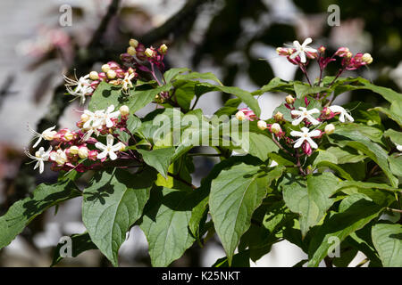 Weiß, Ende Sommer Blumen der Harlequin glorybower, Clerodendrum trichotomum var. fargesii Stockfoto