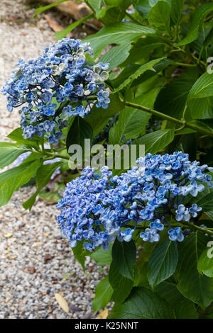 Blau schalenförmige Blüten der ungewöhnlichen Moppköpfe aus Hortensien, Hydrangea Macrophylla 'Ayesha', die auf sauren Böden Stockfoto