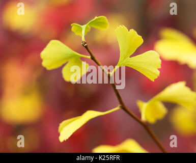 Nahaufnahme von Ginkgo Biloba Blätter Gelb im Herbst (maidenhair Tree) Stockfoto