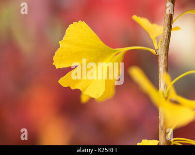 Nahaufnahme von Ginkgo Biloba Blätter Gelb im Herbst (maidenhair Tree) Stockfoto