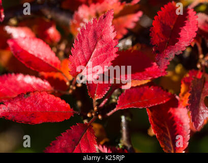 Nahaufnahme der Blätter von Prunus incisa 'Kojo-no-mai 'Cherry' Kojo-no-Mai'Übersicht Herbst Farbe Stockfoto