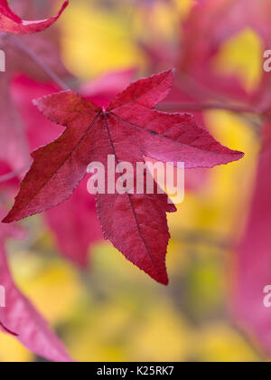 Nahaufnahme der Blätter von Liquidambar styraciflua - amerikanische Sweet Gum Tree, die Farben des Herbstes. Stockfoto