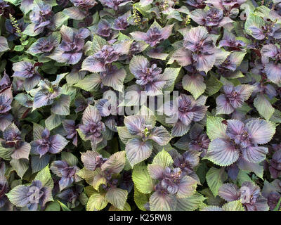 Dekorative Nessel auf ein Blumenbeet Stockfoto