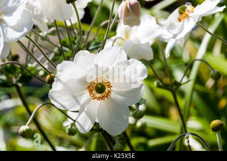 Japanische Anemone, Anemone japonica Stockfoto