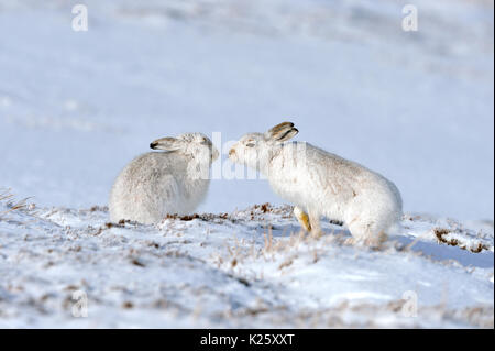 Schneehasen (Lepus timidus) Großbritannien Stockfoto