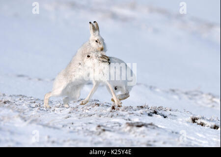 Schneehasen (Lepus timidus) Großbritannien Stockfoto